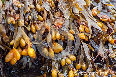 Fucus vesiculosus, bladder wrack or rockweed hanging from a wet rock. Also known as black tang, sea oak, black tany, dyers fucus Stock Photo