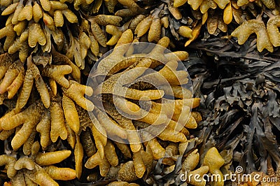 Bladder fucus Fucus vesiculosus. Coast of the Sea of â€‹â€‹Okhotsk. Far East, Russia. Stock Photo