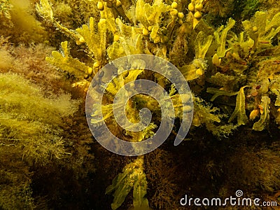 Fucus vesiculosus, known by the common names bladderwrack, black tang, rockweed, bladder fucus, sea oak, cut weed, dyers Stock Photo