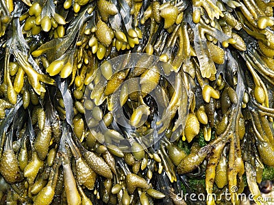 Fucus vesiculosus seaweed Stock Photo