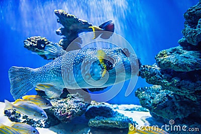 Fugu fish as nature underwater sea life Stock Photo