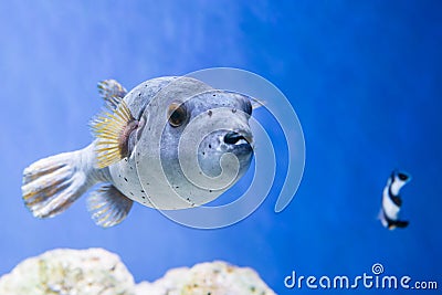 Fugu fish as nature underwater sea life Stock Photo