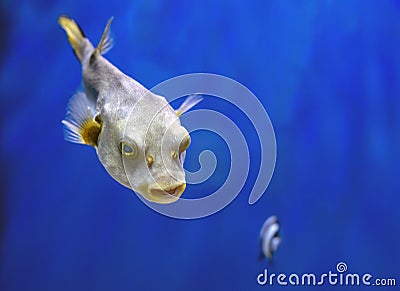 Fugu fish, Puffer fish Stock Photo