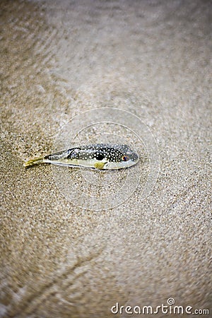 Fugu puffer fish trapped in intertidal zone Stock Photo