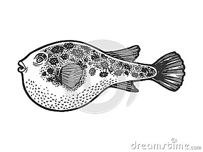 Fugu toxic fish sketch engraving vector Vector Illustration