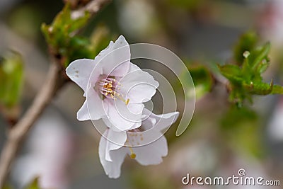 Fuji cherry, Prunus incisa Stock Photo