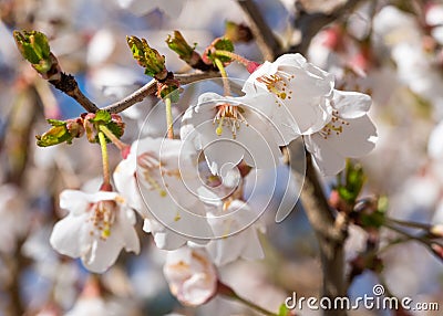 Fuji cherry, Prunus incisa Stock Photo