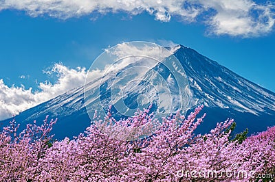 Fuji mountain and cherry blossoms in spring, Japan Stock Photo