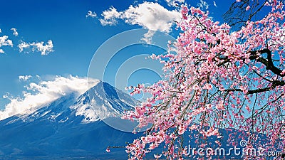 Fuji mountain and cherry blossoms in spring, Japan Stock Photo