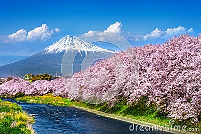 Fuji mountains and cherry blossoms in spring, Japan Stock Photo
