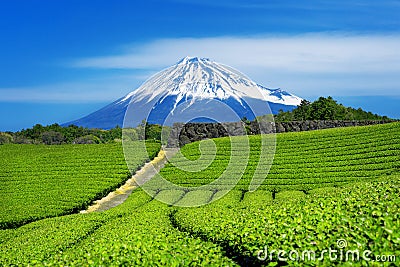 Fuji mountains and green tea plantation in Shizuoka, Japan Stock Photo