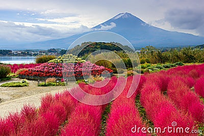 Fuji at Oishi Park Stock Photo