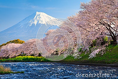 Fuji and Sakura Stock Photo