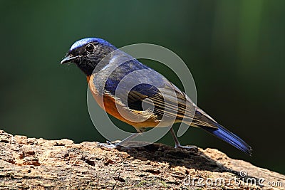 Fujian Niltava bird Stock Photo