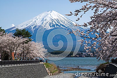Fujisan Mountain with cherry blossom in spring, Kawaguchiko lake, Japan Editorial Stock Photo