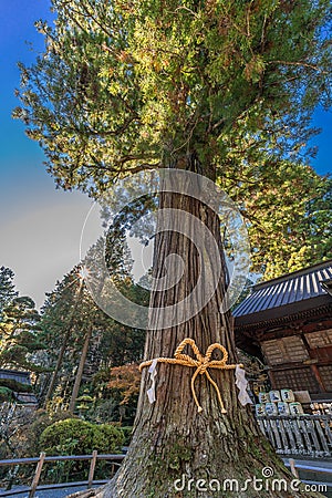 Goshinboku Sacred Grove thousand year old trees in Kitaguchi Hongu Fuji Sengen Jinja shinto shrine. Editorial Stock Photo
