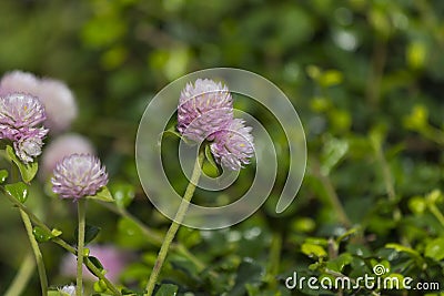 Fukian tea (Carmona retusa) flower Stock Photo