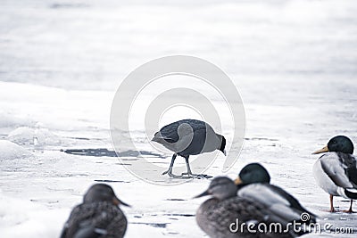 Fulica Atra on a cloudy day Stock Photo