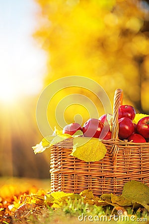 Full basket of red juicy organic apples with yellow leaves on au Stock Photo