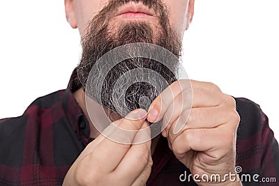 Full bearded man using beard balm or oil, care product for men Stock Photo