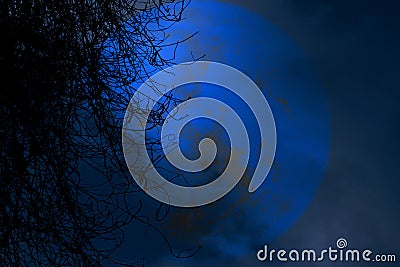 full beaver moon back silhouette dry tree in night sky Stock Photo