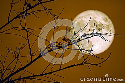 Full Beaver Moon on dark sky and silhouette dry tree at the night Stock Photo