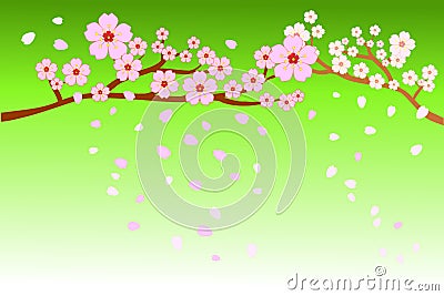 Full bloom cherry blossoms and blowing/flying petals on gradient light green background. Vector illustration, EPS10. Vector Illustration