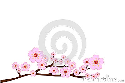 Full bloom cherry blossoms and blowing/flying petals isolated on white background. Vector illustration. Vector Illustration