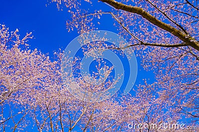 Full bloom of the cherry tree and sunny blue sky Chofu Airport Stock Photo