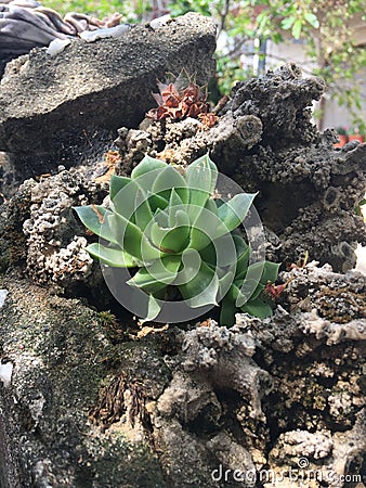 Houseleek on the limy rock Stock Photo