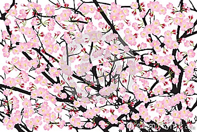 Full bloom pink sakura tree Cherry blossom black wood bark backdrop Vector Illustration