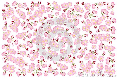 Full bloom pink sakura tree Cherry blossom isolated on white, flower backdrop Vector Illustration