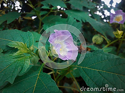 Full bloom purple flower with white center Stock Photo