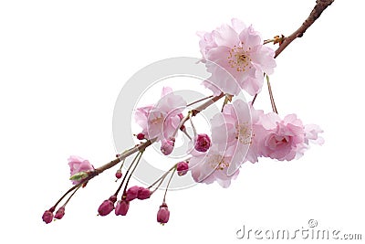 Full bloom sakura flower tree isolated Cherry blossom Stock Photo