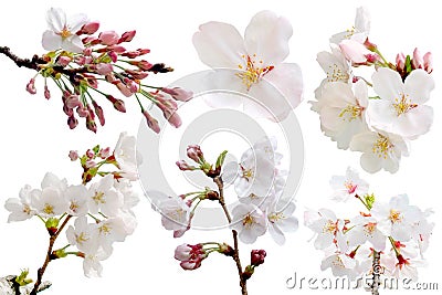 Full bloom sakura flower tree isolated with clipping path Stock Photo