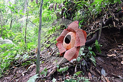 Full-bloomed Rafflesia arnoldii flower in Bengkulu forest Stock Photo