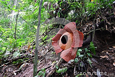 Full-bloomed Rafflesia arnoldii flower in Bengkulu forest Stock Photo