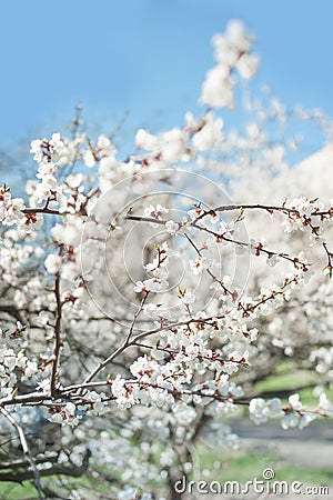 Full blooming of apricot tree. Closeup with soft selective focus Stock Photo