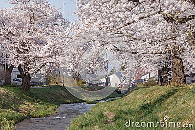 Full blooming cherry blossom trees at Kannonji River, Fukushima, Japan Stock Photo