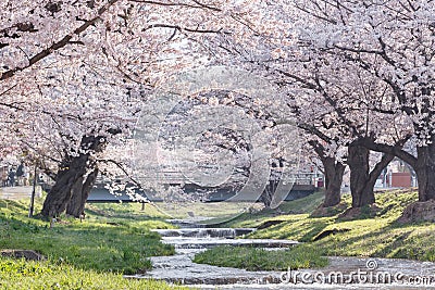 Full blooming cherry blossom trees over the river Stock Photo