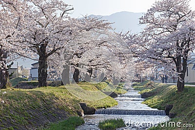 Full blooming cherry blossom trees or Sakura trees along the banks at Kannoji River,Japan. Stock Photo