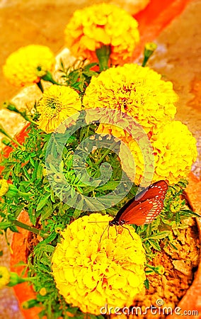 Full blooming colourful marigold flower image Stock Photo