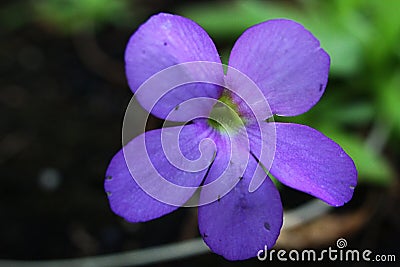 Full blooming violet flower of carnivorous plant Pinguicula Gigantea Stock Photo
