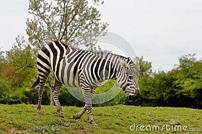 African striped coats zebras Stock Photo