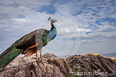 Full body of beautiful feather indian peacock standing on rock Stock Photo