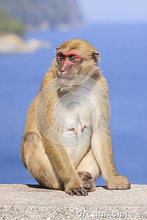 Full body of female natural wild Rhesus macaque monkey sitting o Stock Photo