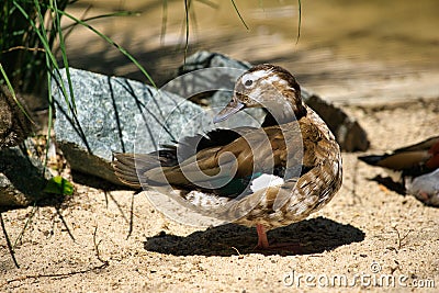 Full body of female ringed teal duck Stock Photo