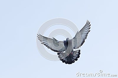 Full body of flying homing pigeon against clear white sky Stock Photo