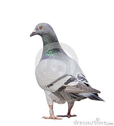 Full body of gray pigeon bird isolate white background Stock Photo