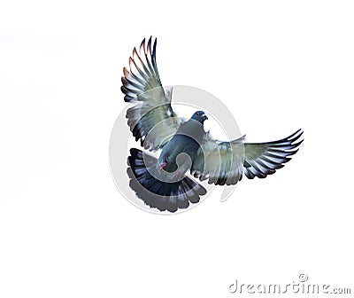 full body of homing pigeon bird hovering isolated white background Stock Photo